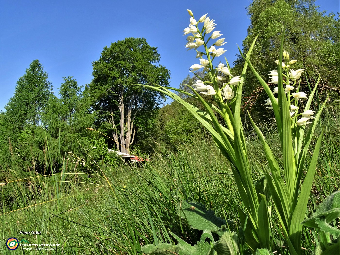 29 Cephalanthera logifollia (Cefalantera maggiore) .JPG